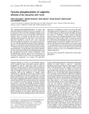 Báo cáo khoa học: Tyrosine phosphorylation of calponins Inhibition of the interaction with F-actin