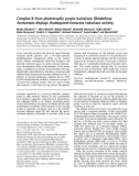 Báo cáo khoa học: Complex II from phototrophic purple bacterium Rhodoferax fermentans displays rhodoquinol-fumarate reductase activity