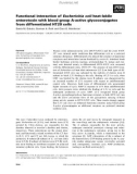 Báo cáo khoa học: Functional interaction of Escherichia coli heat-labile enterotoxin with blood group A-active glycoconjugates from differentiated HT29 cells