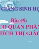 Bài giảng Sinh học 8 bài 49: Cơ quan phân tích thị giác