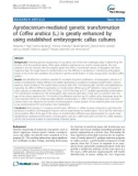 báo cáo khoa học: Agrobacterium-mediated genetic transformation of Coffea arabica (L.) is greatly enhanced by using established embryogenic callus cultures