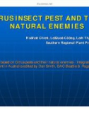 Báo cáo nghiên cứu khoa học CITRUS INSECT PEST AND THEICITRUS INSECT PEST AND THEIR NATURAL ENEMIES 