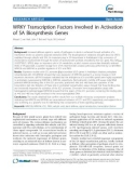 báo cáo khoa học: WRKY Transcription Factors Involved in Activation of SA Biosynthesis Genes