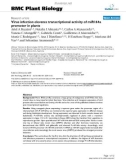 báo cáo khoa học: Virus infection elevates transcriptional activity of miR164a promoter in plants