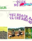 Bài giảng Công nghệ 7 bài 20: Thu hoạch bảo quản và chế biến nông sản