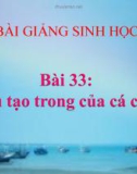 Bài giảng Sinh học 7 bài 33: Cấu tạo trong của cá chép