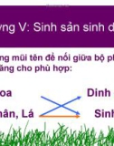 Bài 26: Sinh sản sinh dưỡng