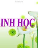 Bài giảng Sinh học 12 - Bài 35: Môi trường và các nhân tố sinh thái