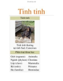 Tinh tinh