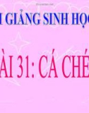 Bài giảng Sinh học 7 bài 31: Cá chép