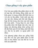 Chọn giống ở cây giao phấn