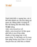 Tài liệu: Ti thể