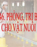 Slide bài Phòng và trị bệnh cho vật nuôi - Công nghệ 7 - GV.V.H.Quyên