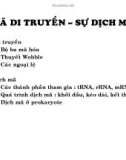 Mã di truyền - sự dịch mã