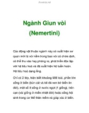 Ngành Giun vòi (Nemertini)