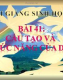 Bài giảng Sinh học 8 bài 41: Cấu tạo và chức năng của da