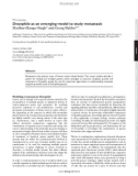 osophila as an emerging model to study metastasis