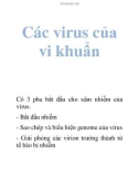 Các virus của vi khuẩn