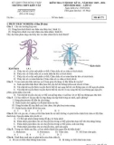 Đề thi học kì 2 môn Sinh học lớp 11 năm 2023-2024 - Trường THPT Kiến Văn, Đồng Tháp