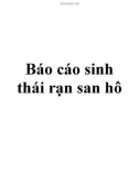 Báo cáo sinh thái rạn san hô