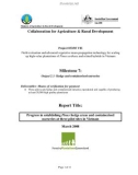 Collaboration for Agriculture & Rural Development: Field evaluation and advanced vegetative mass-propagation technology for scaling up high-value plantations of Pinus caribaea and related hybrids in Vietnam - Milestone 7 