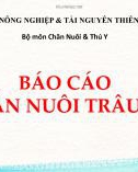 Bài thuyết trình: Các giải pháp giải quyết thức ăn cho gia súc nhai lại ở huyện Tịnh Biên