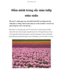 Đắm mình trong sắc màu tulip mùa xuân