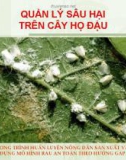 Chương trình huấn luyện nông dân sản xuất và xây dựng mô hình rau an toàn theo hướng GAP: Quản lý sâu hại trên cây họ đậu