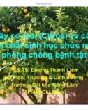 Cây có múi (Citrus) và các hoạt chất sinh học chức năng phòng chống bệnh tật - PGS.TS. Dương Thanh Liêm