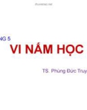 Bài giảng Chương 5: Vi nấm học - TS. Phùng Đức Truyền