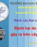 Bài thuyết trình Bệnh cây đại cương: Bệnh hại do nấm gây ra trên cây trồng