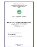 Luận văn : KHẢO SÁT ĐỘC TÍNH CỦA NẤM Metarhizium anisopliae TRÊN SÙNG TRẮNG (Phyllophaga crinita) part 1