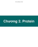 Bài giảng Hóa sinh và thí nghiệm hóa sinh: Chương 2 - Protein