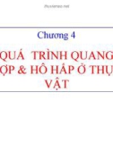 Bài giảng Chương 4: Quá trình quang hợp và hô hấp ở thực vật