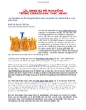 CÁC DẠNG SƠ ĐỒ HOA HỒNG TRONG KINH DOANH THEO MẠNG